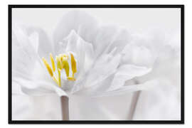 Gerahmter Kunstdruck Tulpe