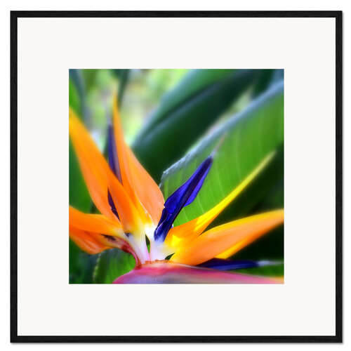 Plakat artystyczny premium w ramie Polychrome Paradiesblume