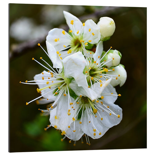 Cuadro de aluminio Flores