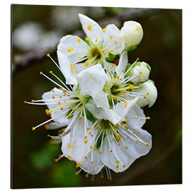 Aluminium print Flowers