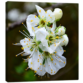 Stampa su tela Fiori