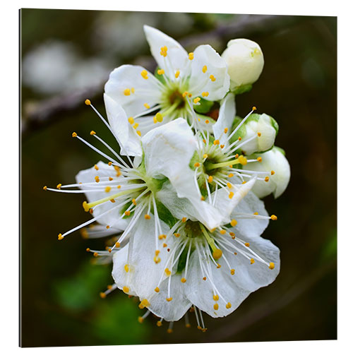 Gallery print Flowers