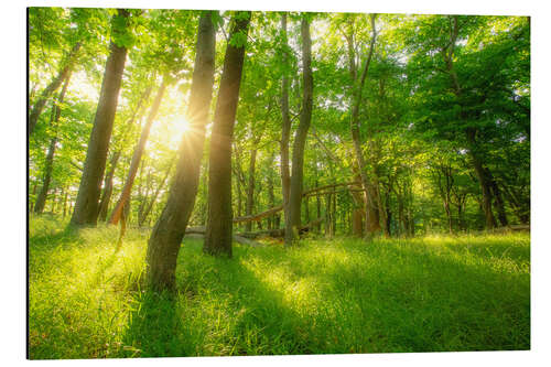 Aluminiumsbilde Spring forest with sun