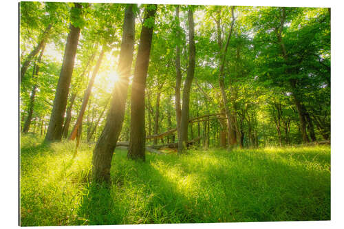 Galleriataulu Spring forest with sun