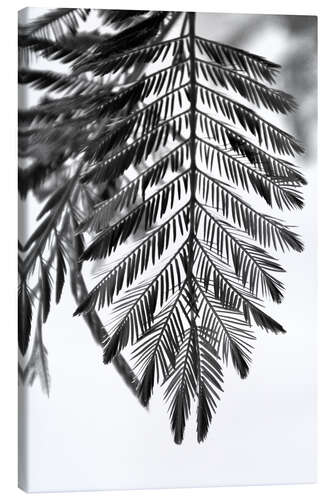 Lerretsbilde Beautiful and delicate plants - elegant fan leaves on white