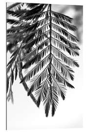 Tableau en plexi-alu Plantes belles et délicates - élégantes feuilles de ventilateur sur blanc