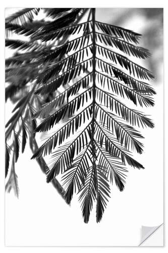 Selvklebende plakat Beautiful and delicate plants - elegant fan leaves on white