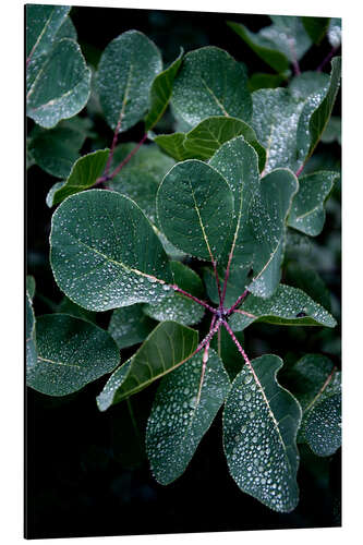 Aluminiumtavla Fresh morning with dew on the leaves in the misty forest