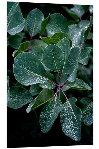 PVC print Fresh morning with dew on the leaves in the misty forest