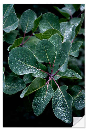 Naklejka na ścianę Fresh morning with dew on the leaves in the misty forest