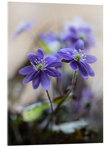 Acrylic print Blooming violet liverworts