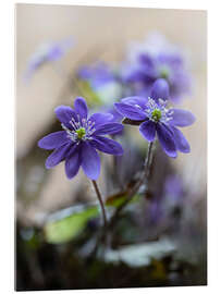 Acrylglasbild Blühende violette Leberblümchen