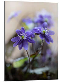 Quadro em alumínio Hepáticas violetas florescendo