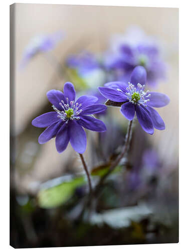 Canvas-taulu Blooming violet liverworts