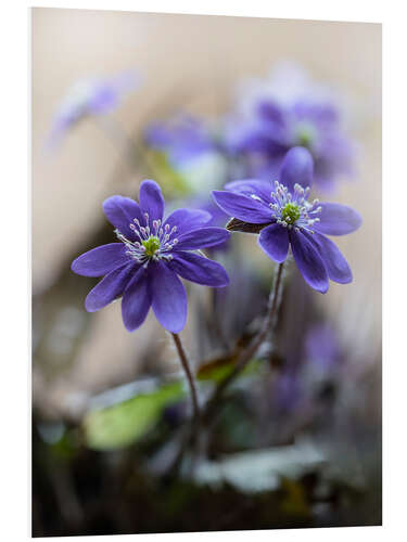 Foam board print Blooming violet liverworts