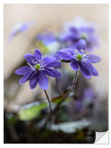 Wall sticker Blooming violet liverworts