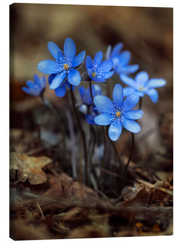 Canvas print Blooming liverworts