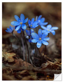 Naklejka na ścianę Blooming liverworts