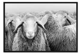 Gerahmter Kunstdruck Schafherde