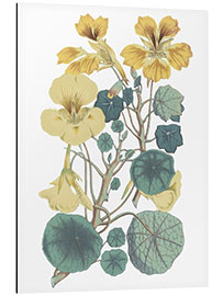 Aluminium print Nasturtiums