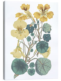 Canvas print Nasturtiums