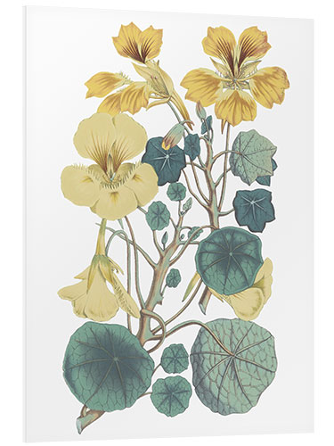 Foam board print Nasturtiums