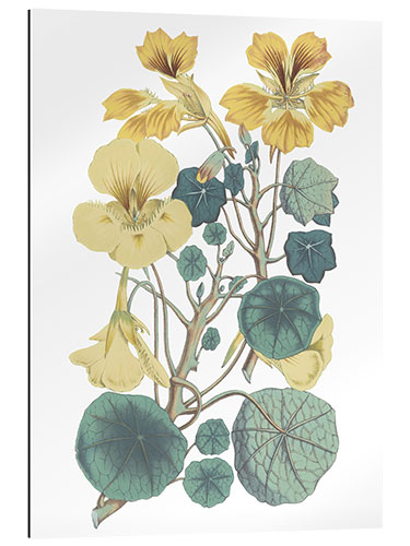 Gallery print Nasturtiums