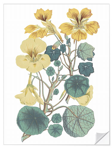 Selvklebende plakat Nasturtiums