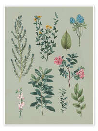 Wall print  Garden flowers II - Wild Apple Portfolio