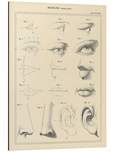 Aluminium print Facial proportions