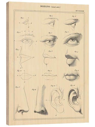 Trebilde Facial proportions