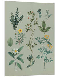 Foam board print Garden flowers I