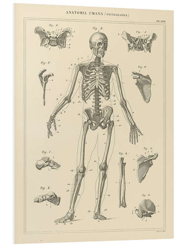 Foam board print The human skeleton