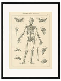 Gerahmter Kunstdruck Das menschliche Skelett