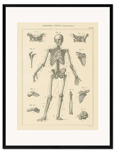 Ingelijste kunstdruk The human skeleton