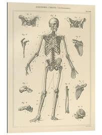 Gallery print The human skeleton