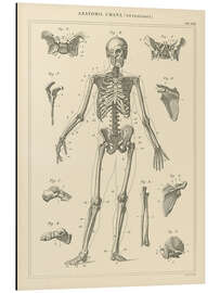 Magnettafel Das menschliche Skelett