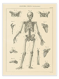 Wall print  The human skeleton - Wild Apple Portfolio