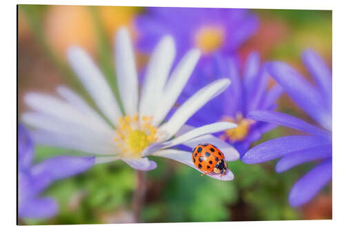 Aluminium print Ladybug on white petal