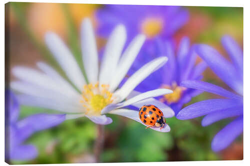 Obraz na płótnie Ladybug on white petal