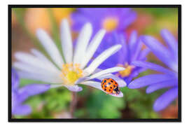 Gerahmter Kunstdruck Marienkäfer auf weißem Blütenblatt