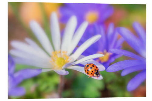 Foam board print Ladybug on white petal