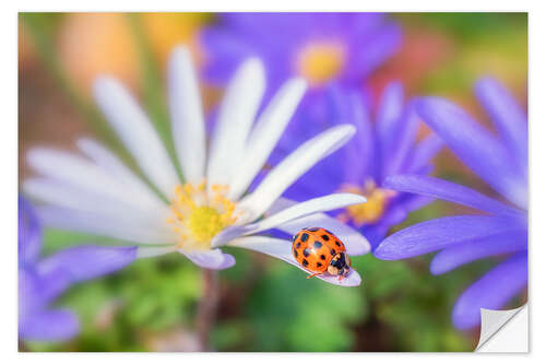 Wall sticker Ladybug on white petal