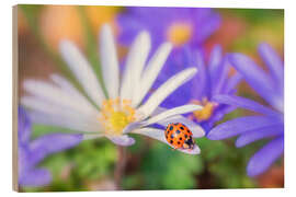 Wood print Ladybug on white petal