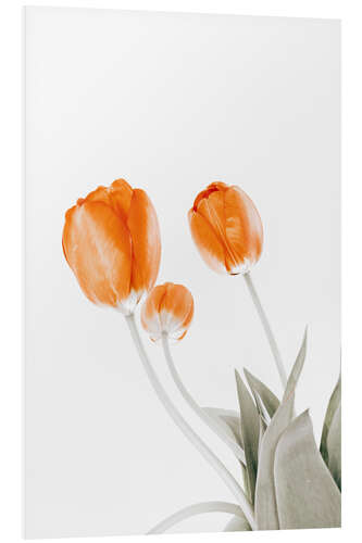 Foam board print Three tulips