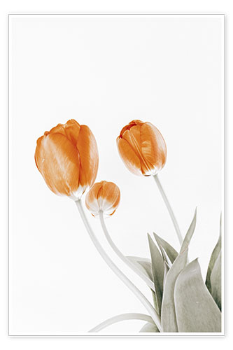 Póster Tres tulipanes