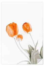 Sticker mural Trois tulipes