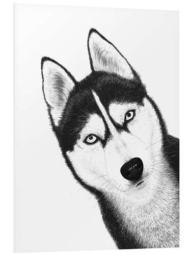 Foam board print Black husky