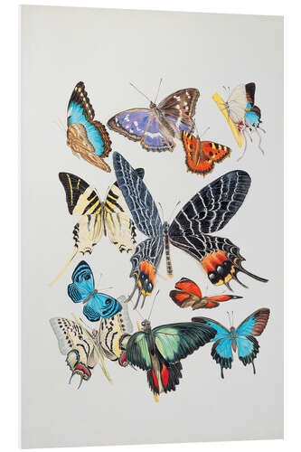 Foam board print Group of Lepidoptera insects