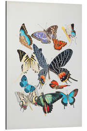 Magnettafel Gruppe von Lepidoptera-Insekten